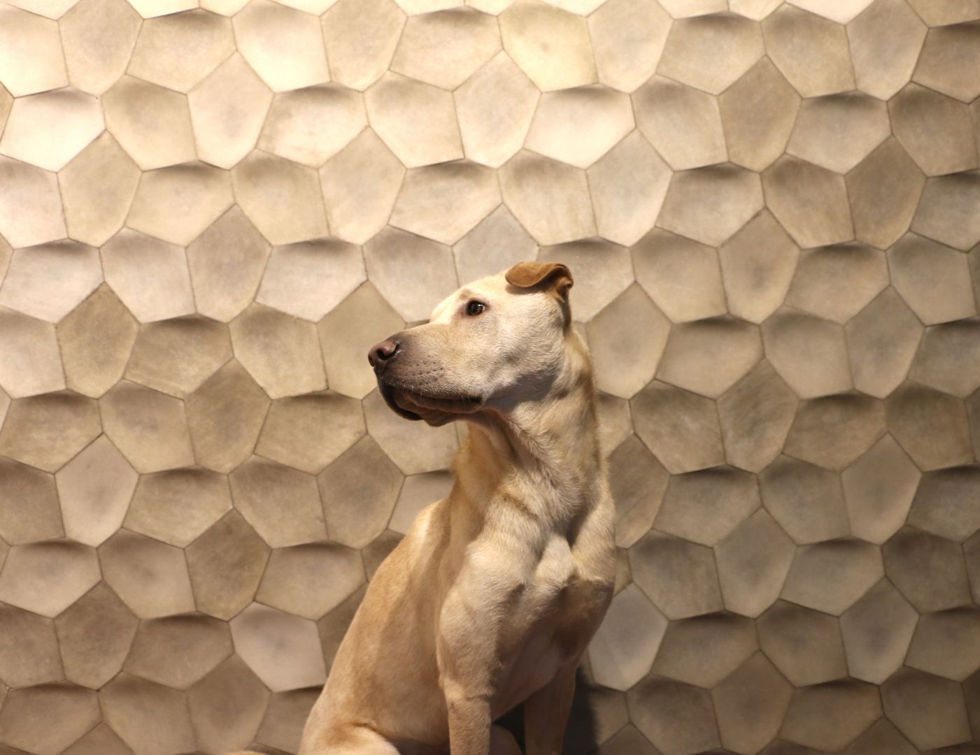 CRIATERRA HEX COLLECTION CLOSE-UP.jpg