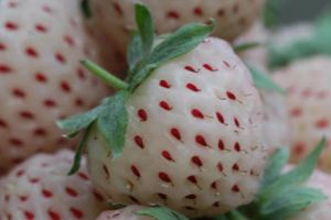 Cytryno-pomidor, czyli najbardziej szalone krzyżówki owoców