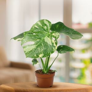 monstera pflanze preis Fensterblatt(monstera)