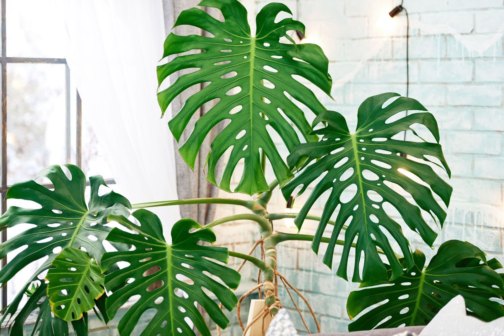 philodendron glad hands variegated Philodendron 'Glad Hands' main image 1