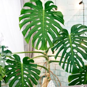 hydro monstera Monstera adansonii Philodendron Monkey Mask Easy Care Hydro | Hortology