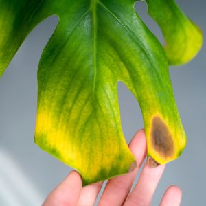 philodendron dark form gloriosum Philodendron gloriosum 'Dark Form' main image 1