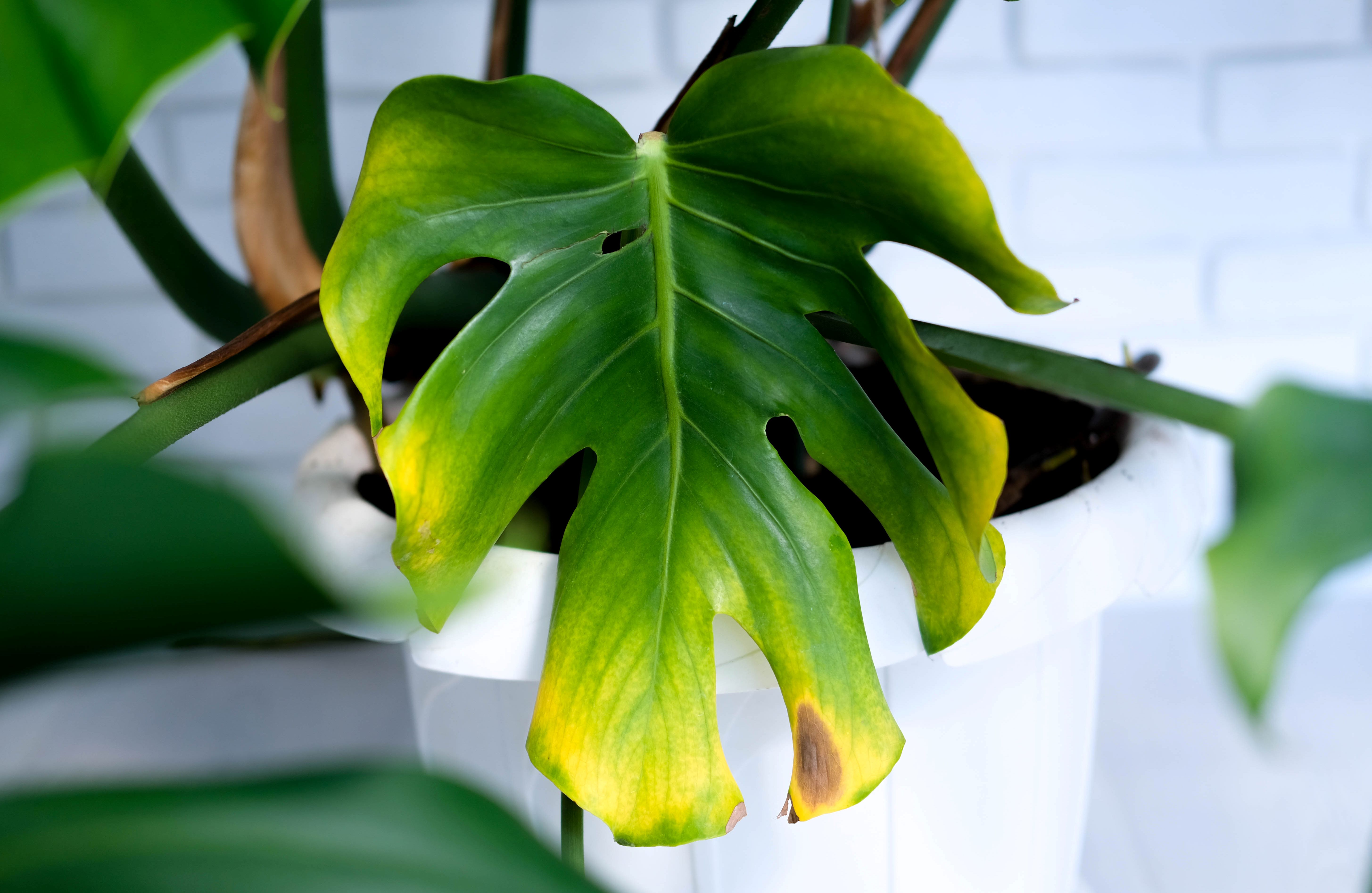philodendron brandtianum standort Philodendron brandtianum  Ecuagenera USA Corp