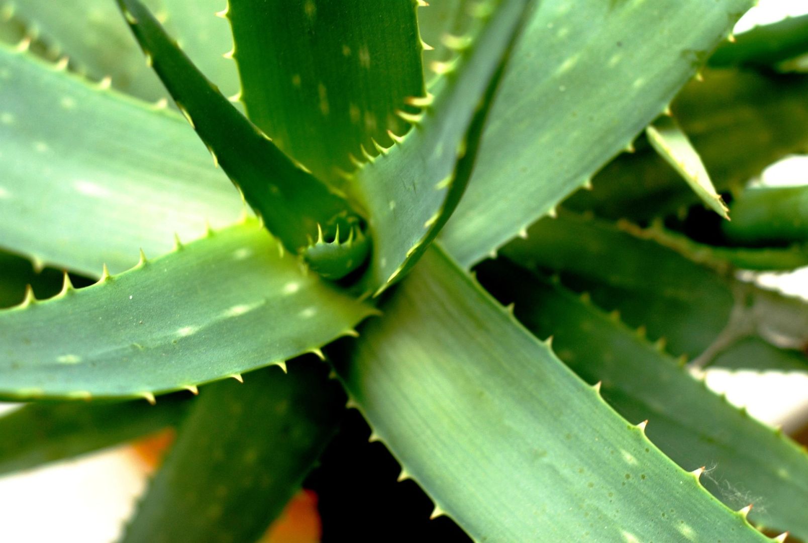 Jak dba o aloes, aby mia zielone licie? To proste. Te triki ci pomog