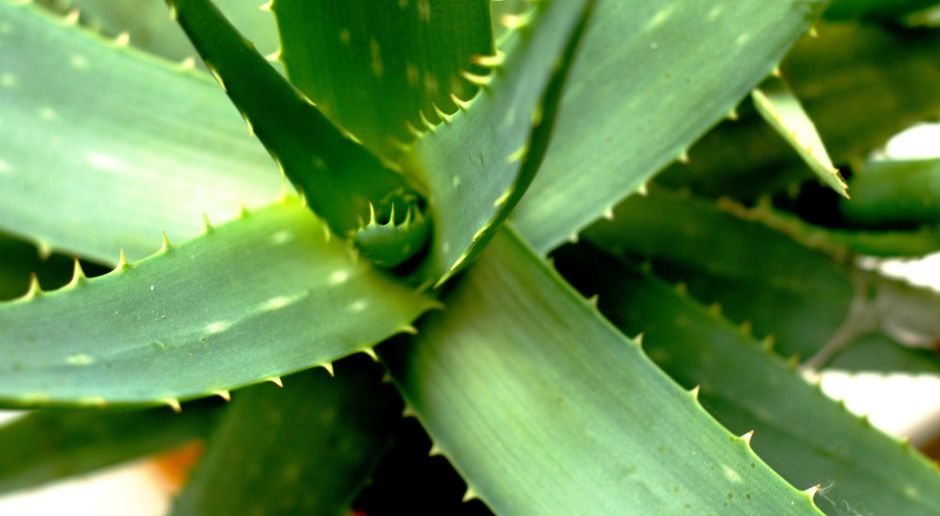 aloi aloe vera Pure Aloe Vera Gel + Tea Tree Oil main image 0