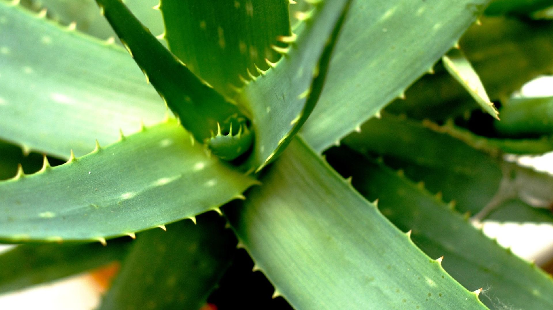 Jak dba o aloes, aby mia zielone licie? To proste. Te triki ci pomog