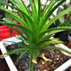 aloe vera face care OxygenCeuticals Soothing Aloe Vera Gel (1000ml) main image 1