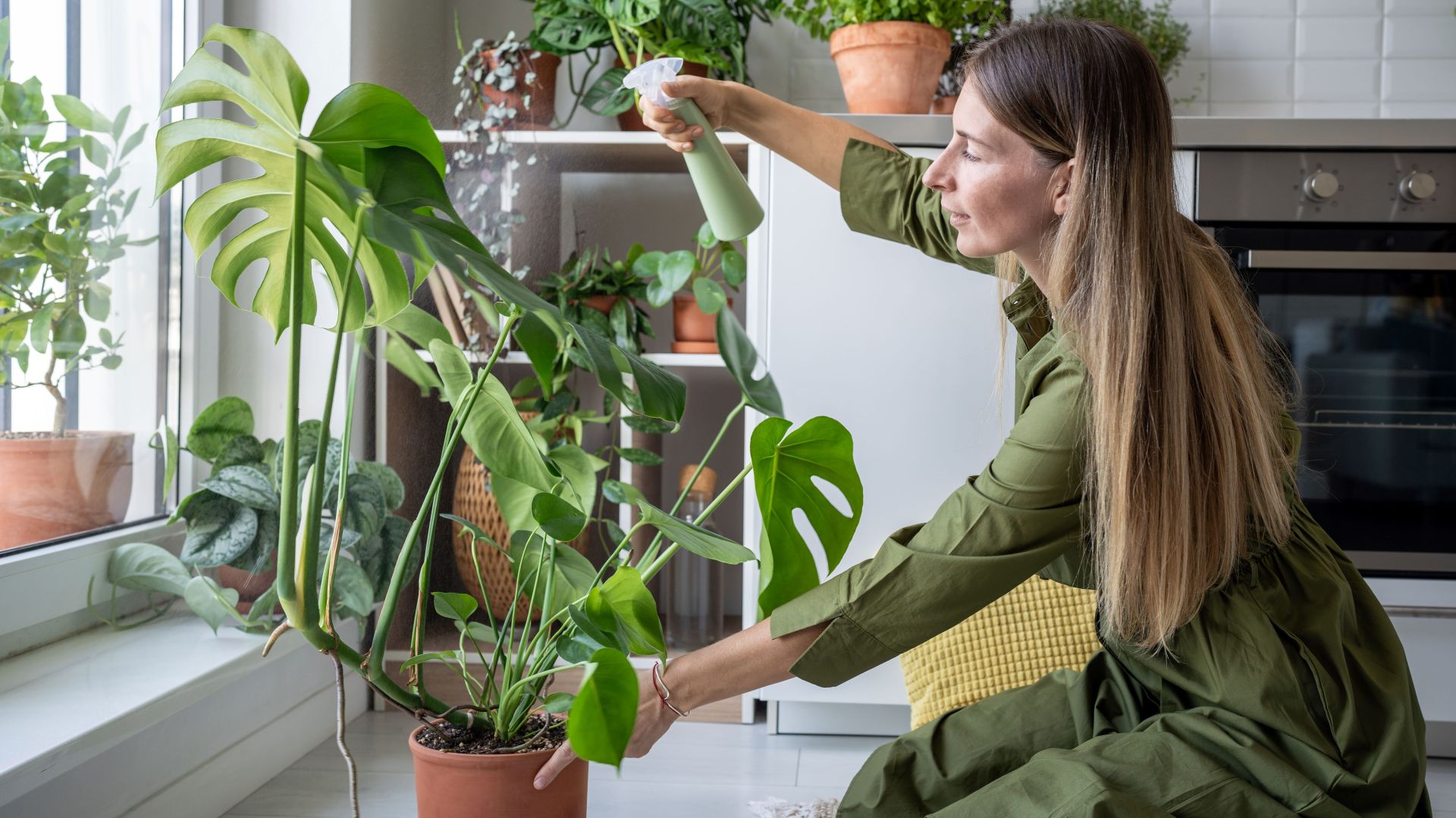 Monstera ma plamy? Wystarczy jedna prosta zmiana, a rolina odyje