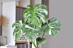 Dlaczego monstera nie ma dziur? Ten powd zaskakuje wikszo wacicieli