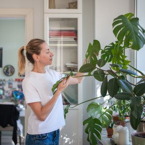 Dlaczego monstera nie ma dziur? Ten powd zaskakuje wikszo wacicieli