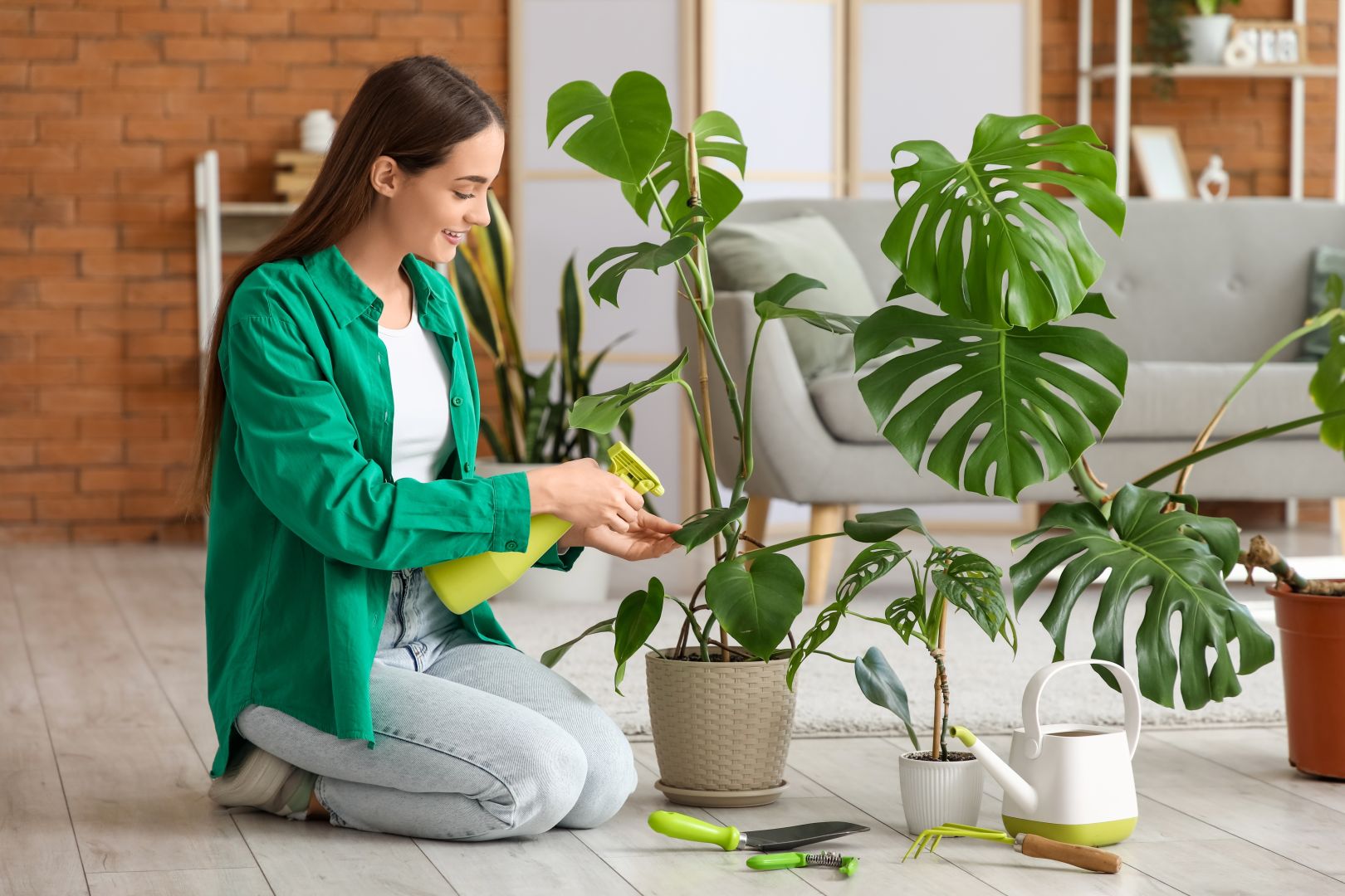 ficus plant Ficus Benjamina – Interior Foliage Design main image 0