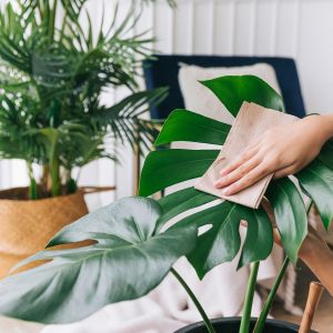 Monstera ma te licie? Mamy prosty sposb, by rolina znw piknie  wygldaa