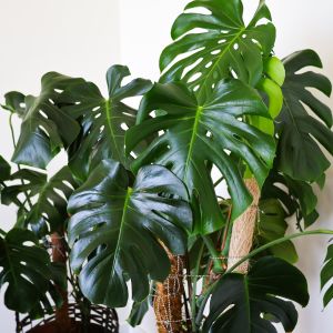 Monstera ma te licie? Mamy prosty sposb, by rolina znw piknie  wygldaa