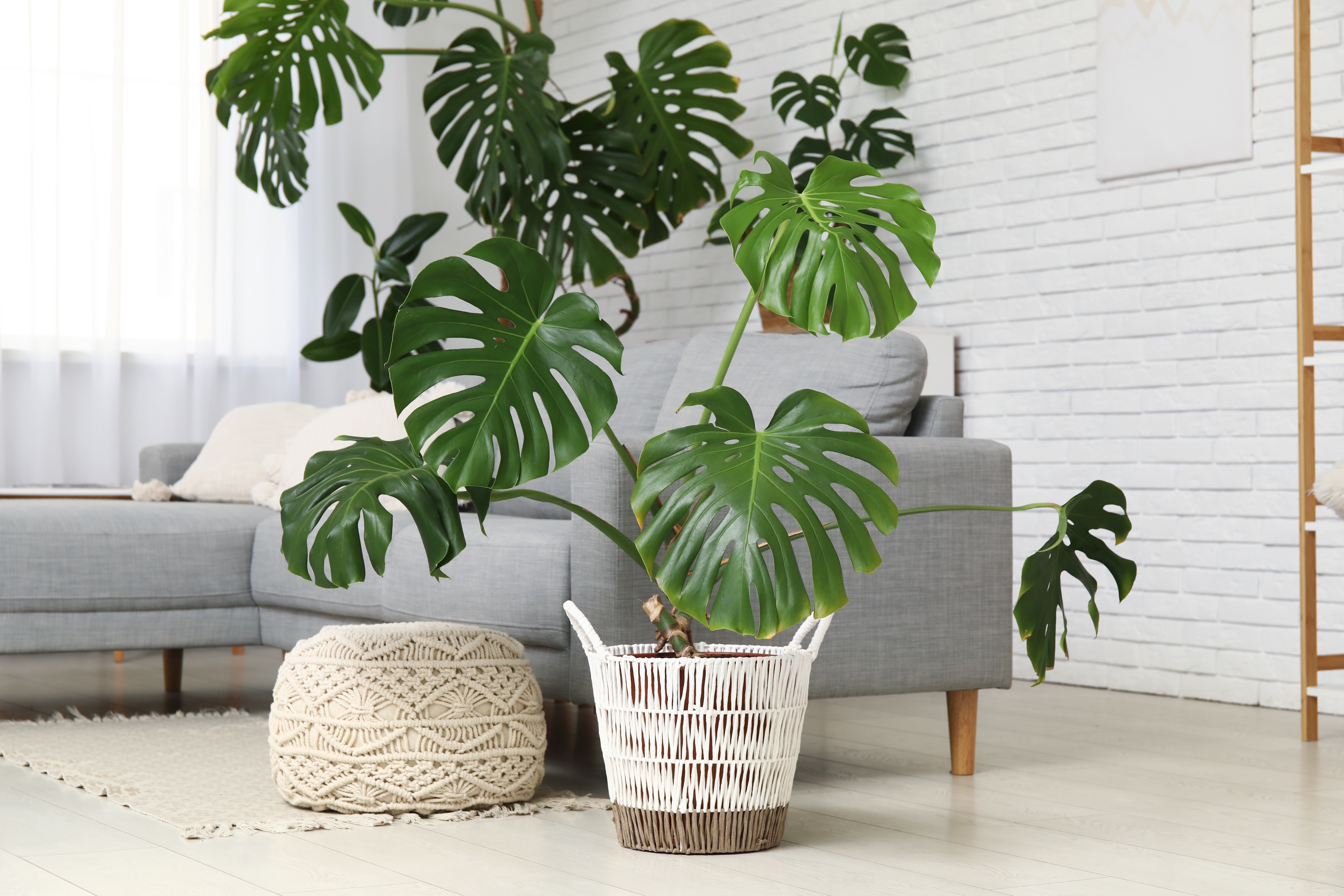 Monstera ma te licie? Mamy prosty sposb, by rolina znw piknie  wygldaa