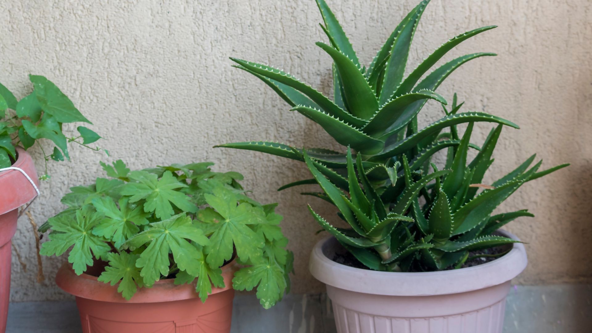 Aloes odwdziczy si szybkim wzrostem. Te bdy hamuj jego rozwj
