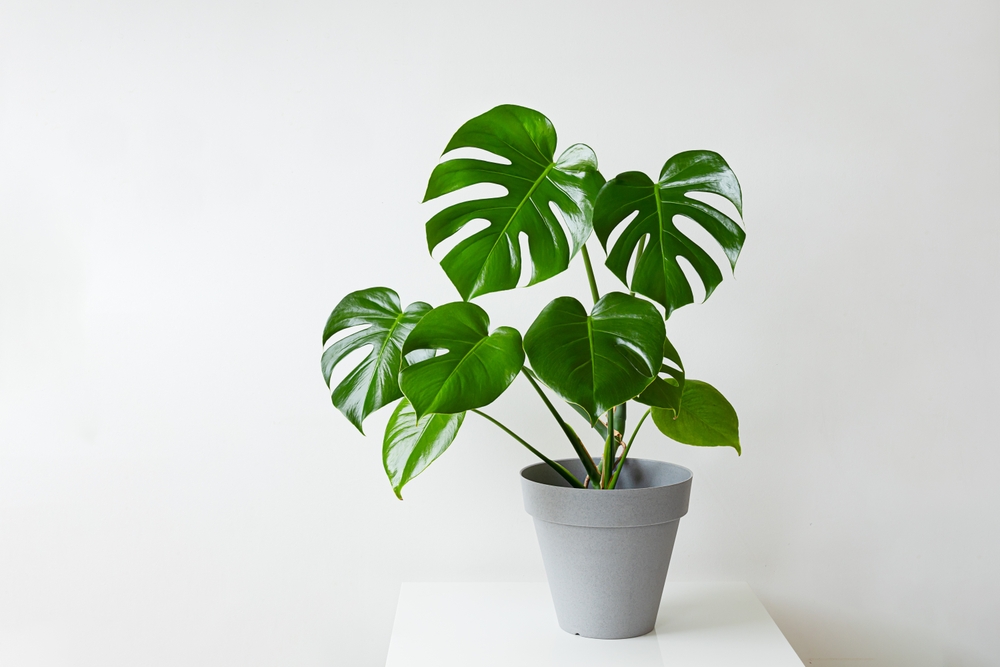 tshirt monstera Monstera in my Pocket main image 1