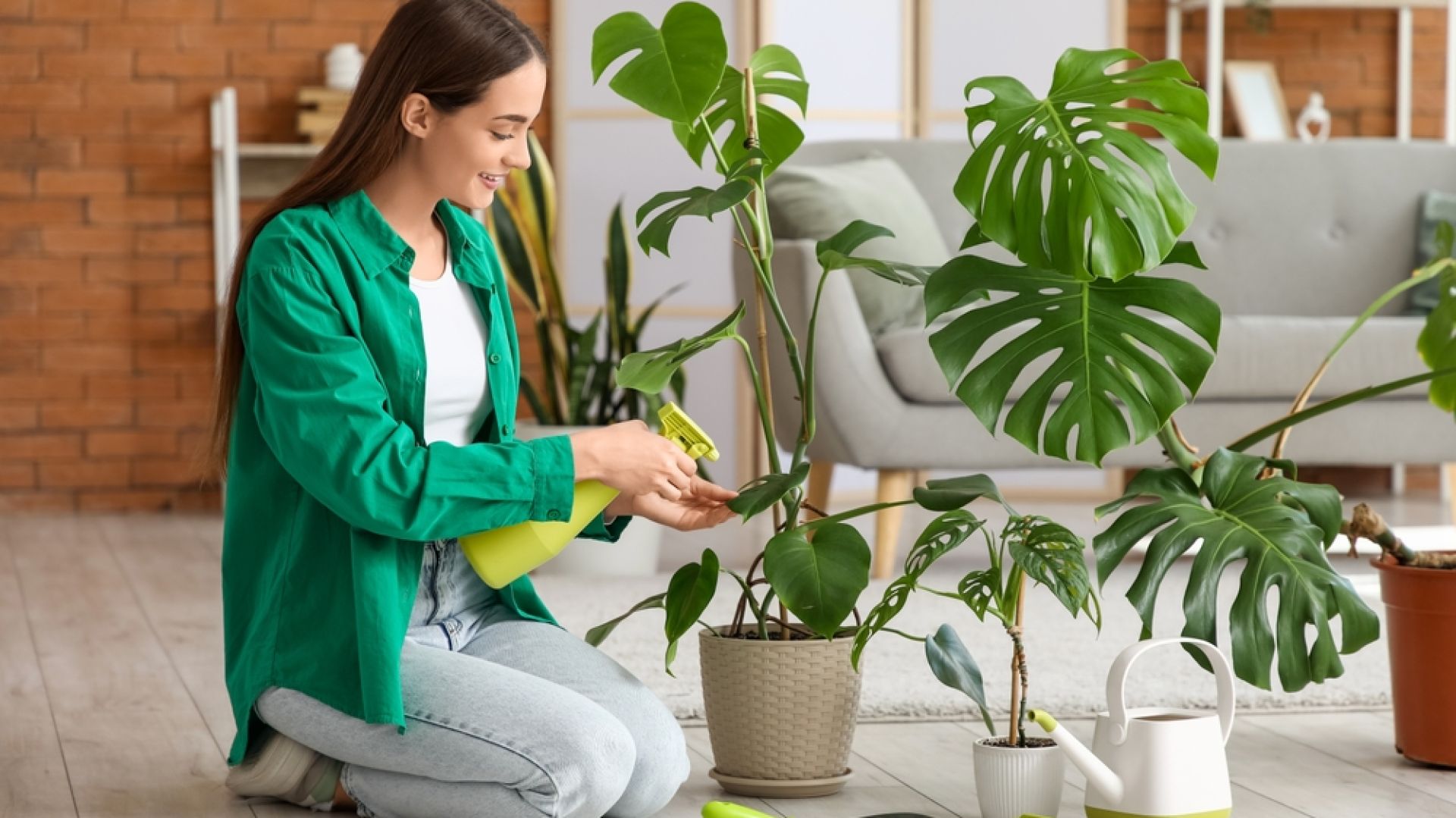 philodendron scandens hngend 2x Philodendron scandens Herzblatt 12 cm  15 cm