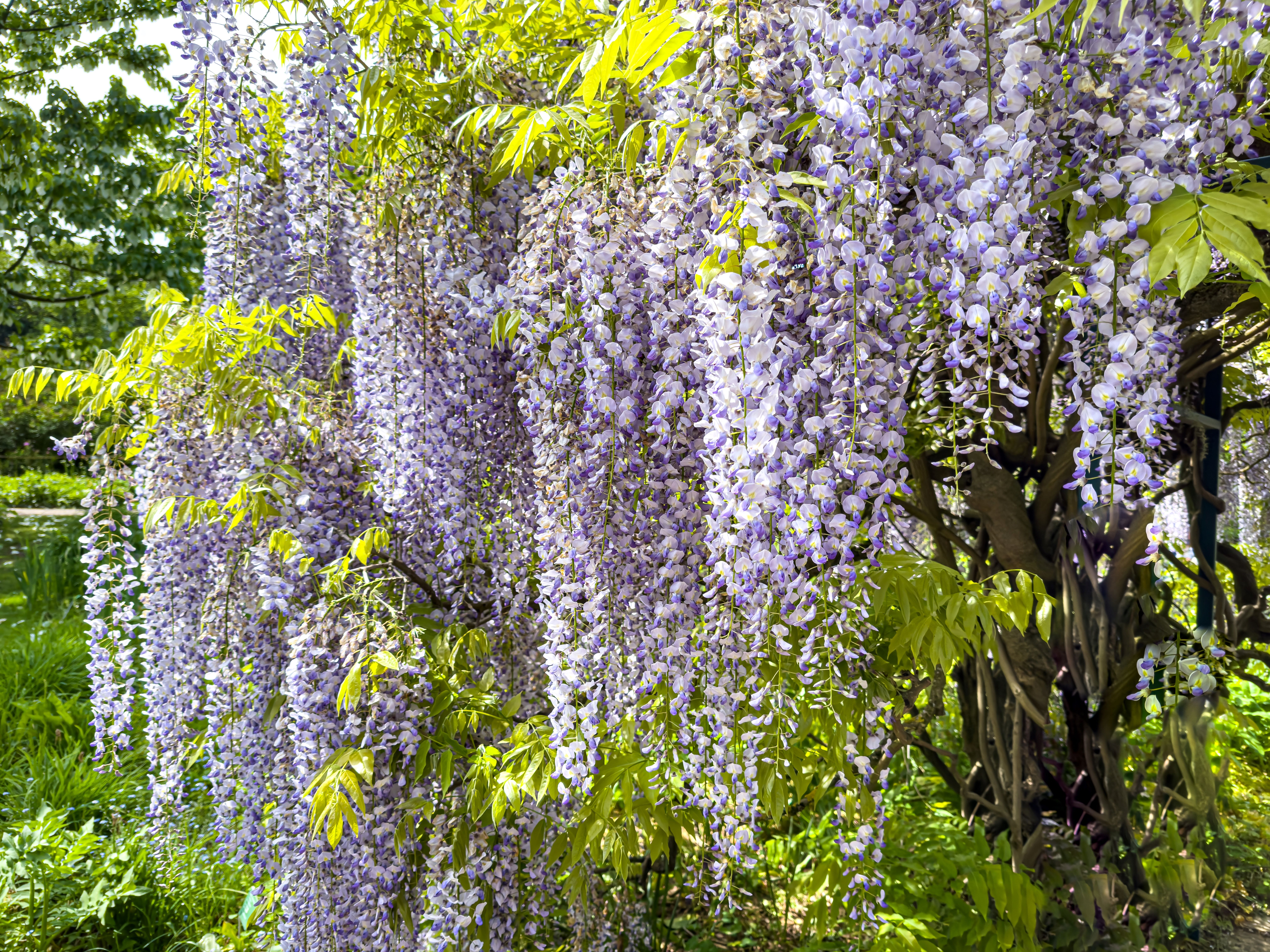 Najpikniejsze pncze do ogrodu? Wisteria wyglda jak z bajki, ale ma  wymagania